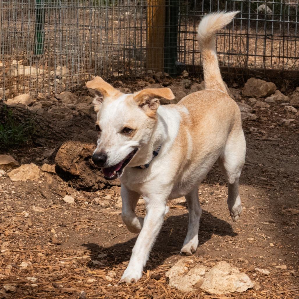 Enlarge Collin, a Adoptable mixed breed in Wimberley, TX image 4/6