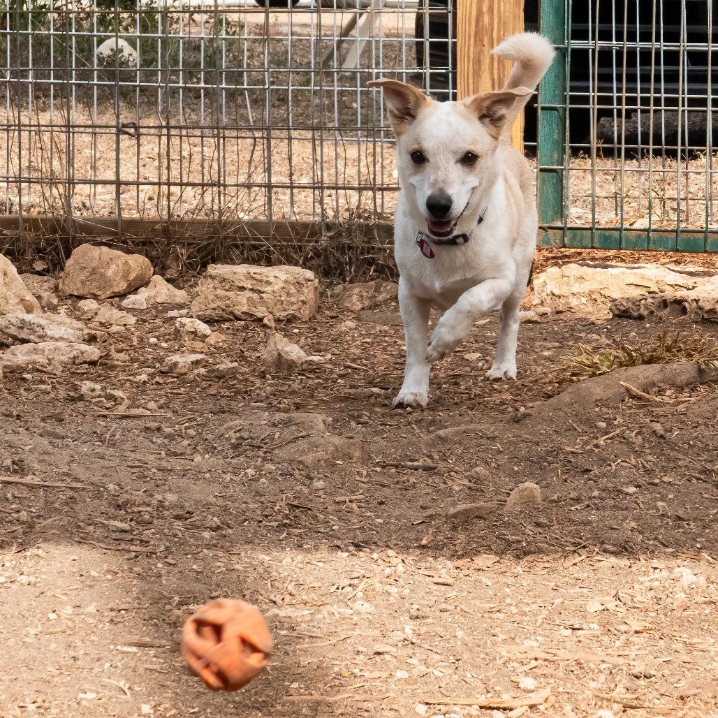 Enlarge Collin, a Adoptable mixed breed in Wimberley, TX image 5/6
