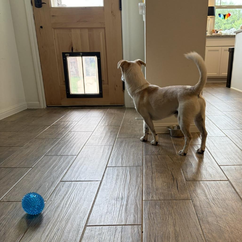 Enlarge Collin, a Adoptable mixed breed in Wimberley, TX image 4/6