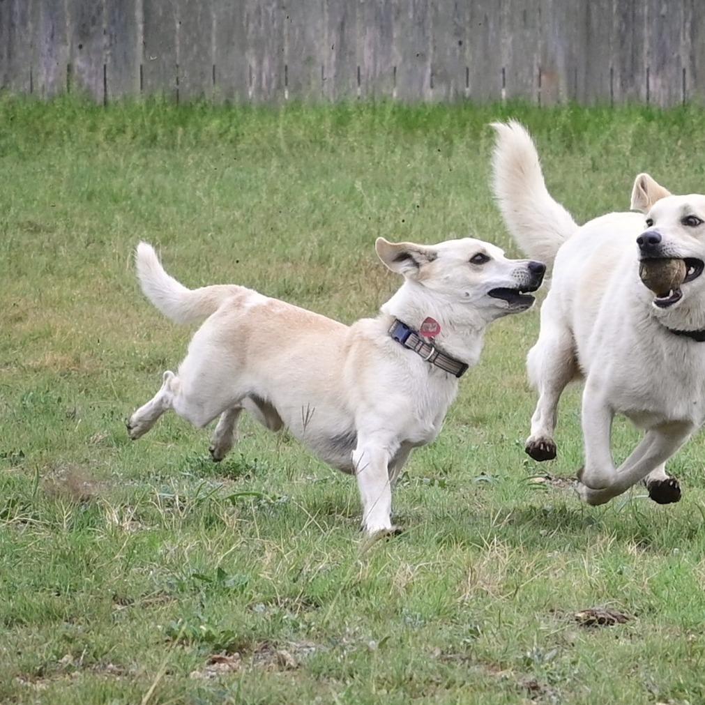 Enlarge Collin, a Adoptable mixed breed in Wimberley, TX image 5/6