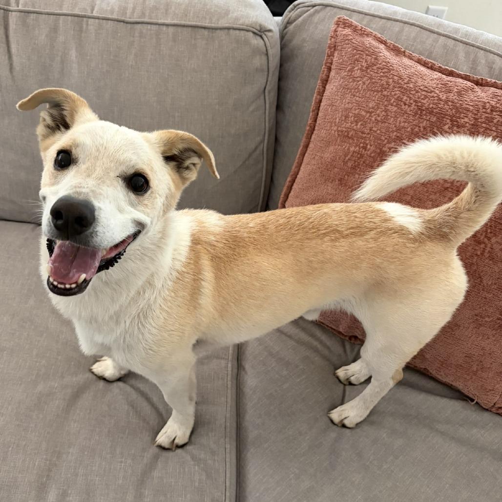 Enlarge Collin, a Adoptable mixed breed in Wimberley, TX image 5/6
