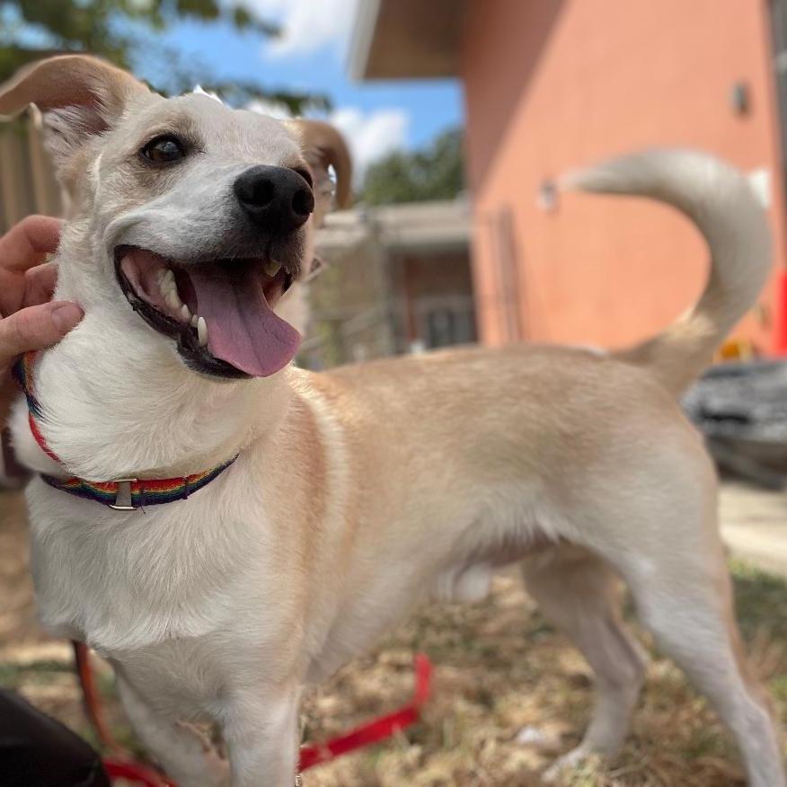 Enlarge Collin, a Adoptable mixed breed in Wimberley, TX image 6/6