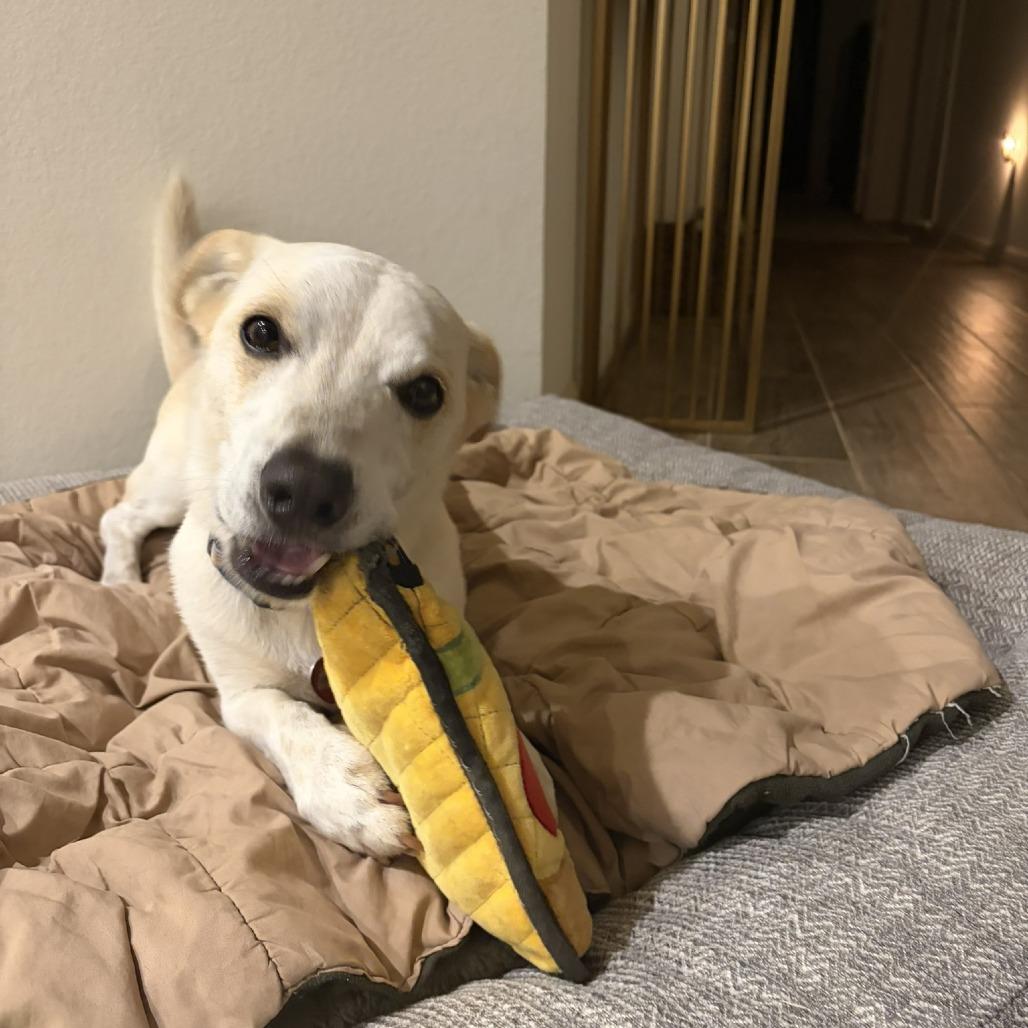 Enlarge Collin, a Adoptable mixed breed in Wimberley, TX image 6/6