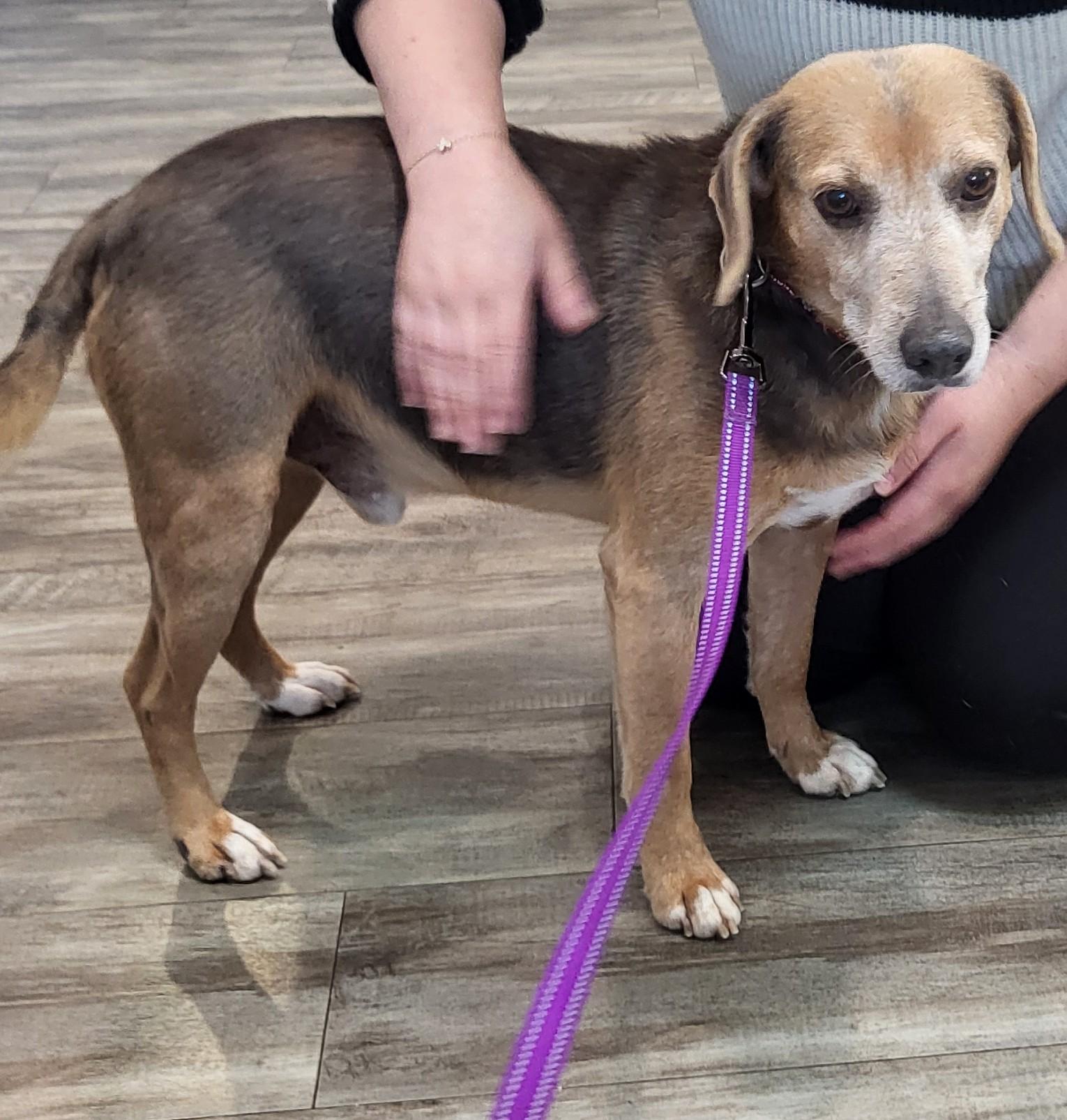 Baron, Senior Male Beagle