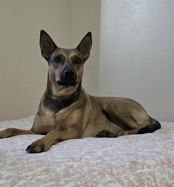 Chipi, adopted, Adult Female German Shepherd Dog.
