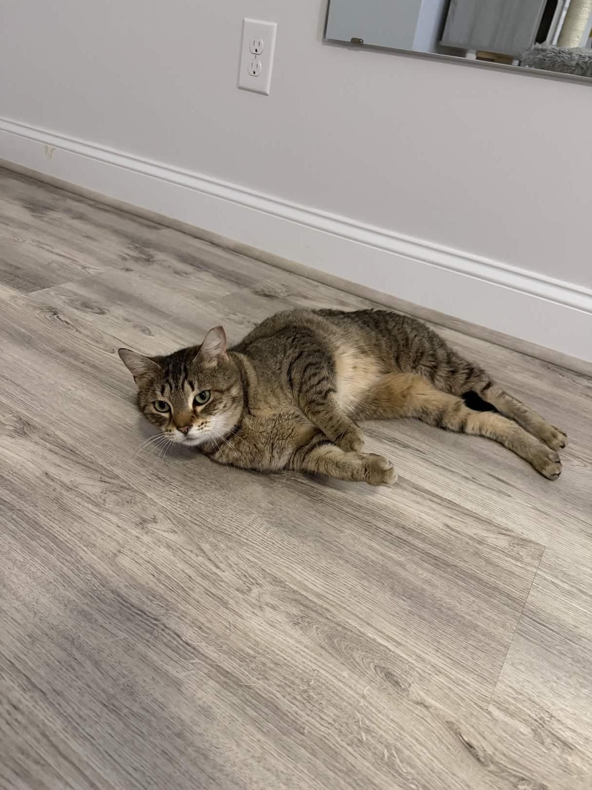 Enlarge Hazel, a Adoptable Domestic Short Hair in Cleveland Heights, OH image 6/6