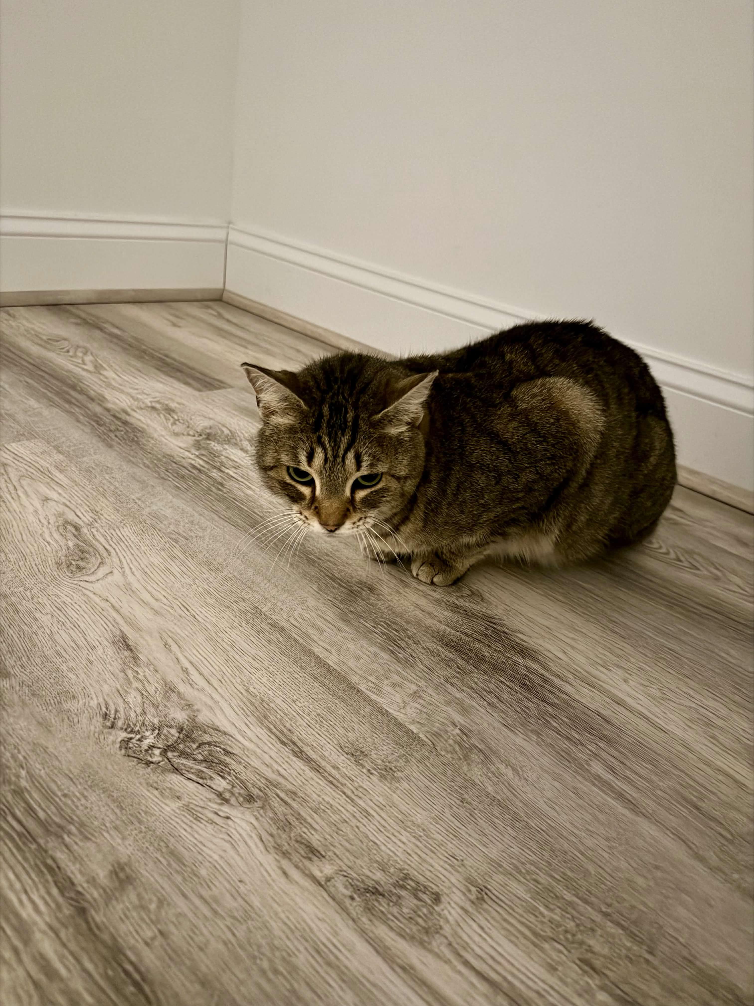 Enlarge Hazel, a Adoptable Domestic Short Hair in Cleveland Heights, OH image 5/6