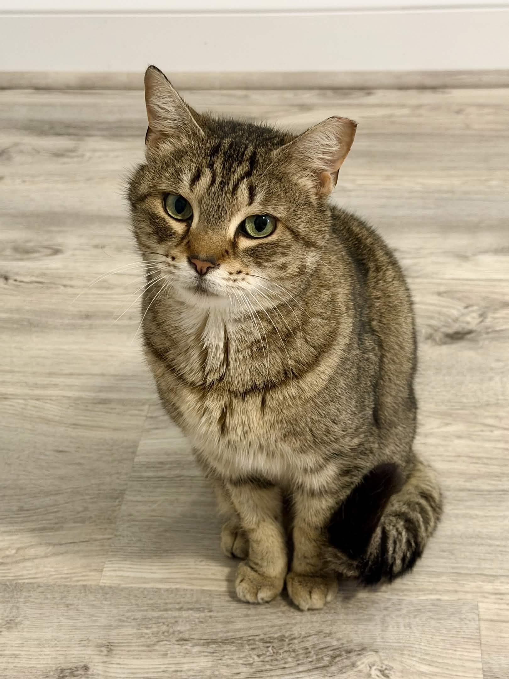 Enlarge Hazel, a Adoptable Domestic Short Hair in Cleveland Heights, OH image 2/6