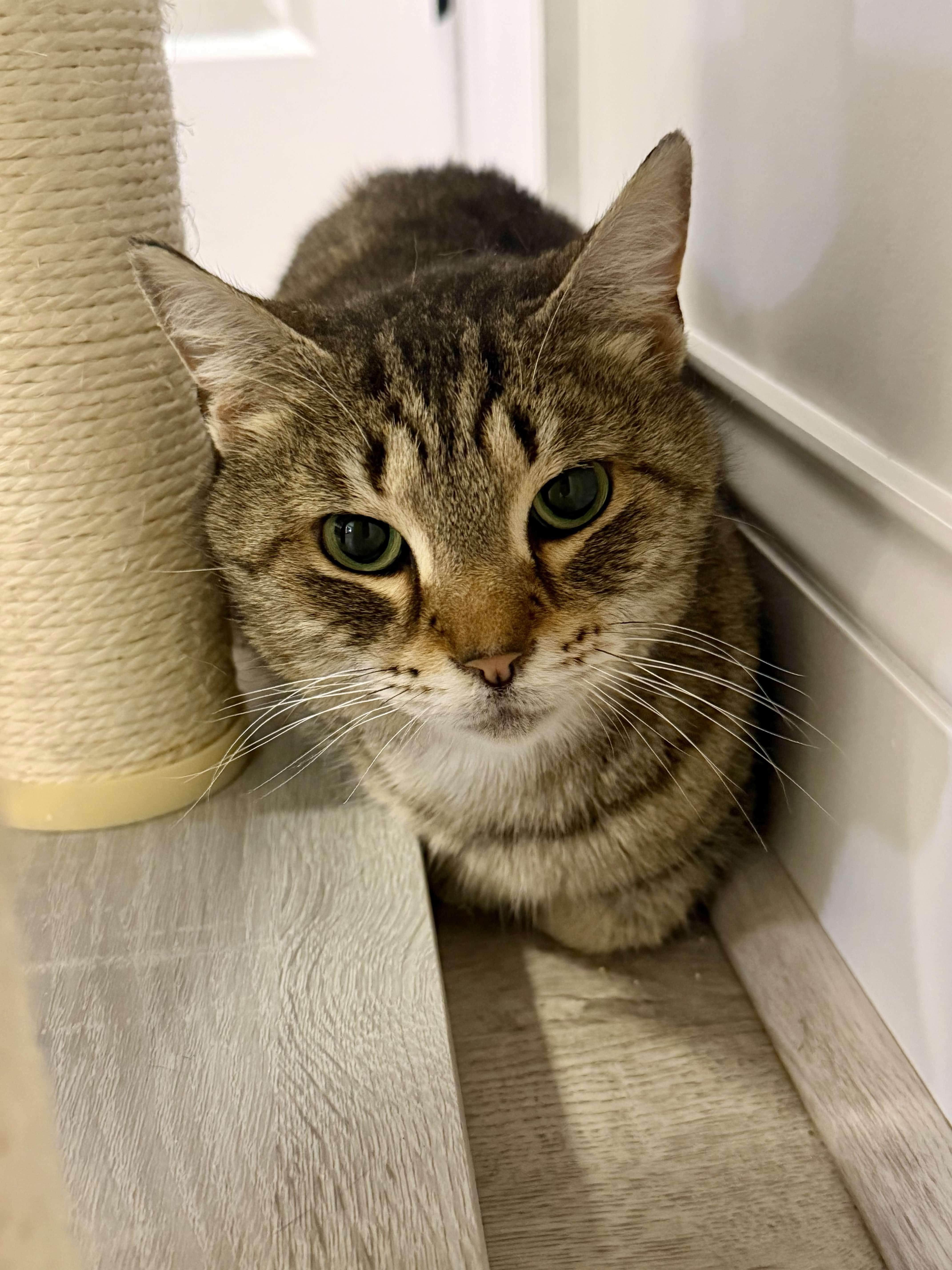 Hazel, Adoptable, Adult Female Domestic Short Hair.