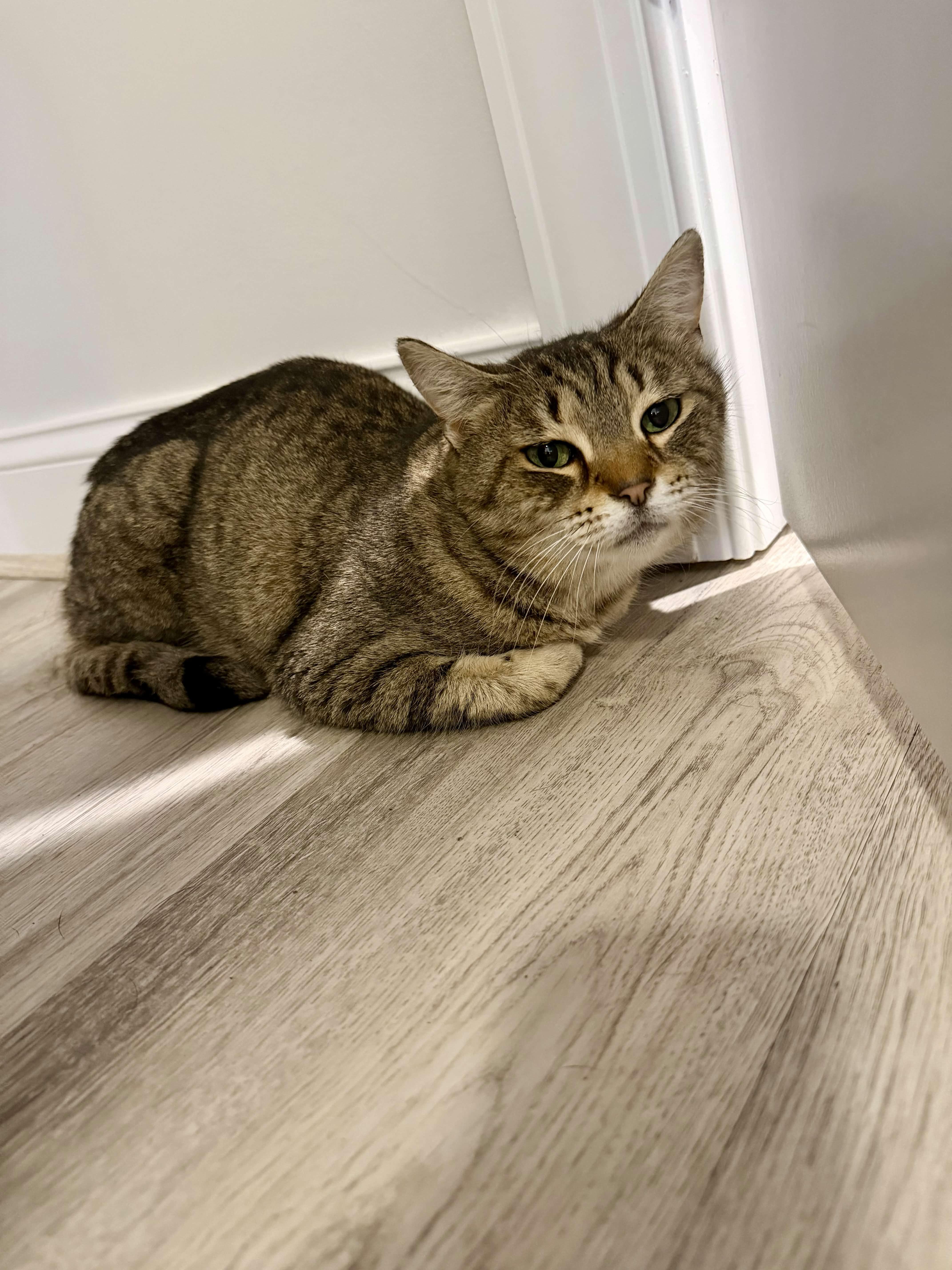 Enlarge Hazel, a Adoptable Domestic Short Hair in Cleveland Heights, OH image 3/6