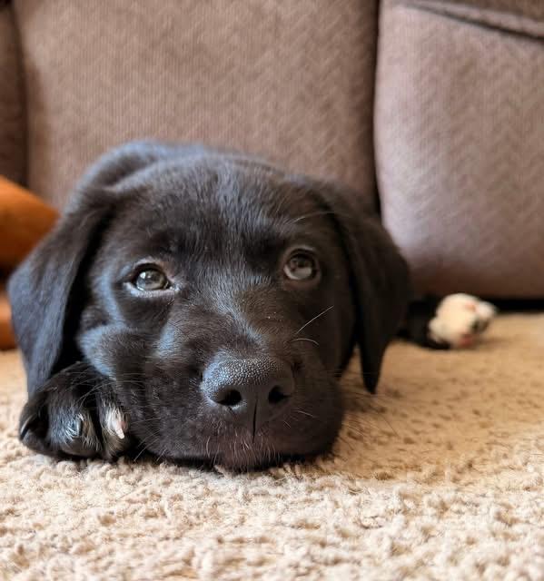 Mario, a ADOPTABLE mixed breed in Crystal Lake, IL image 4/6