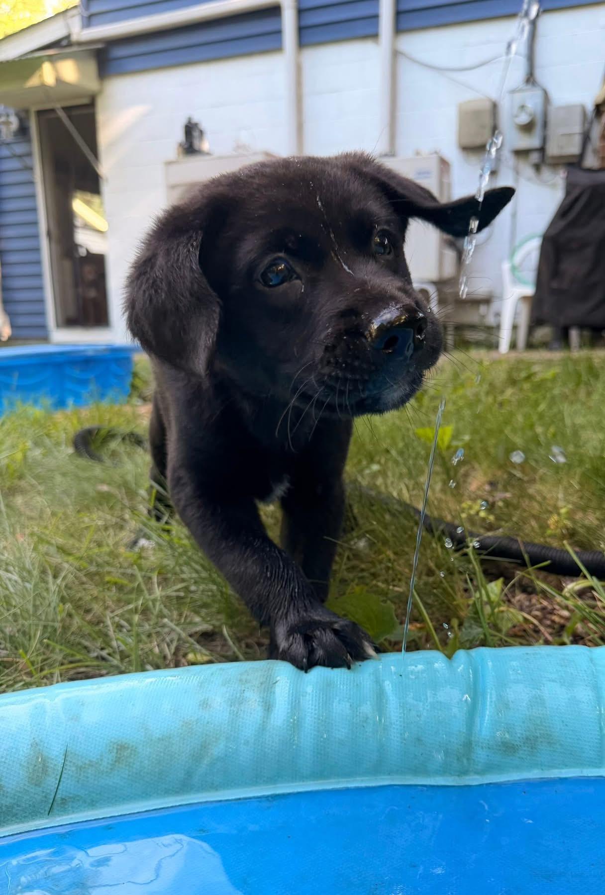 Mario, a ADOPTABLE mixed breed in Crystal Lake, IL image 2/6