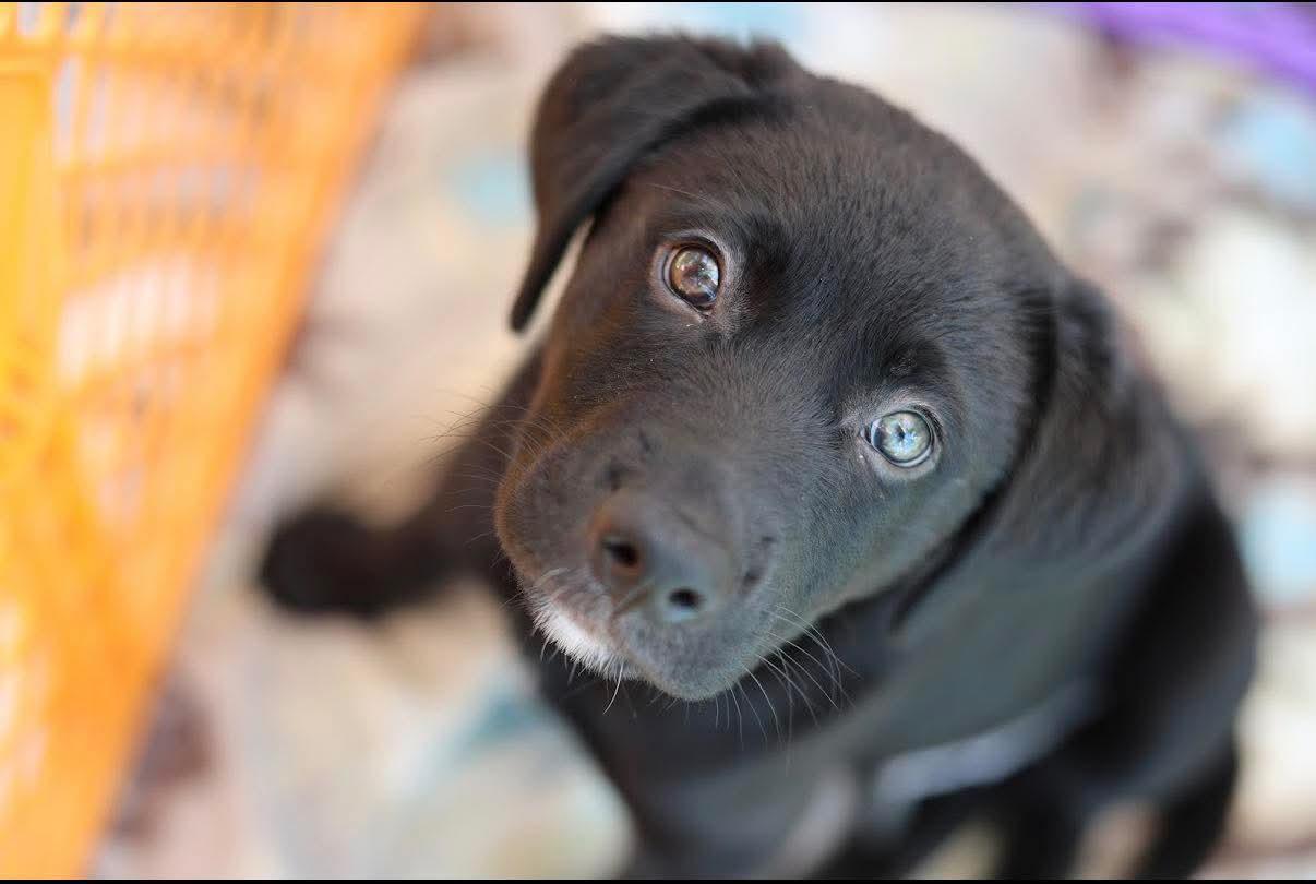 Mario, a ADOPTABLE mixed breed in Crystal Lake, IL image 1/6