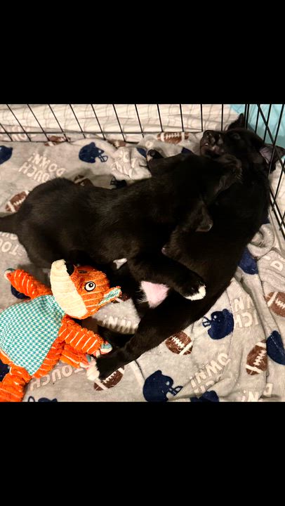 Enlarge Mario, a ADOPTABLE mixed breed in Crystal Lake, IL video 3/6