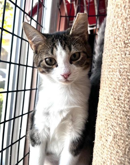 Enlarge MEDUSA, a Adoptable mixed breed in Fernandina Beach, FL image 1/1