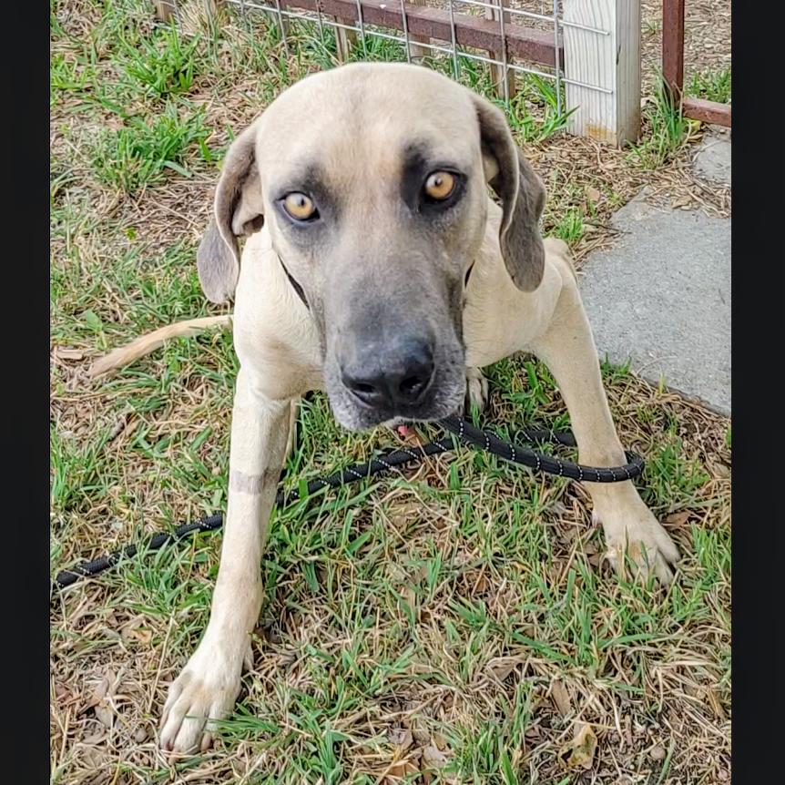 Boone, an adoptable Sloughi, Black Mouth Cur in Austin, TX, 78748 | Photo Image 3