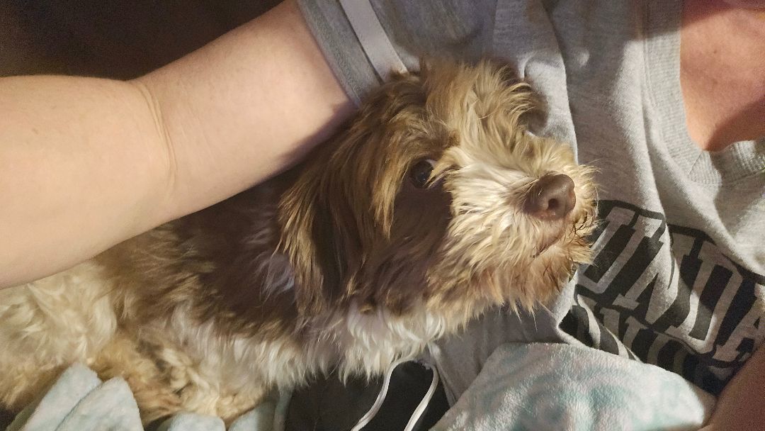 Patty, a Adopted Havanese in Columbia, MO image 1/6