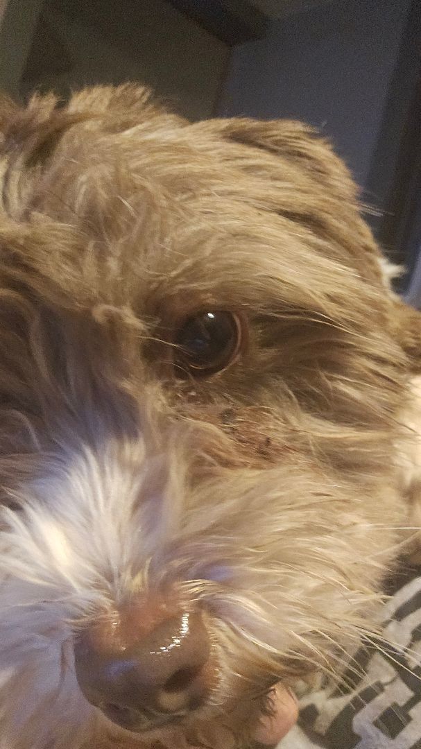 Patty, a Adopted Havanese in Columbia, MO image 2/6