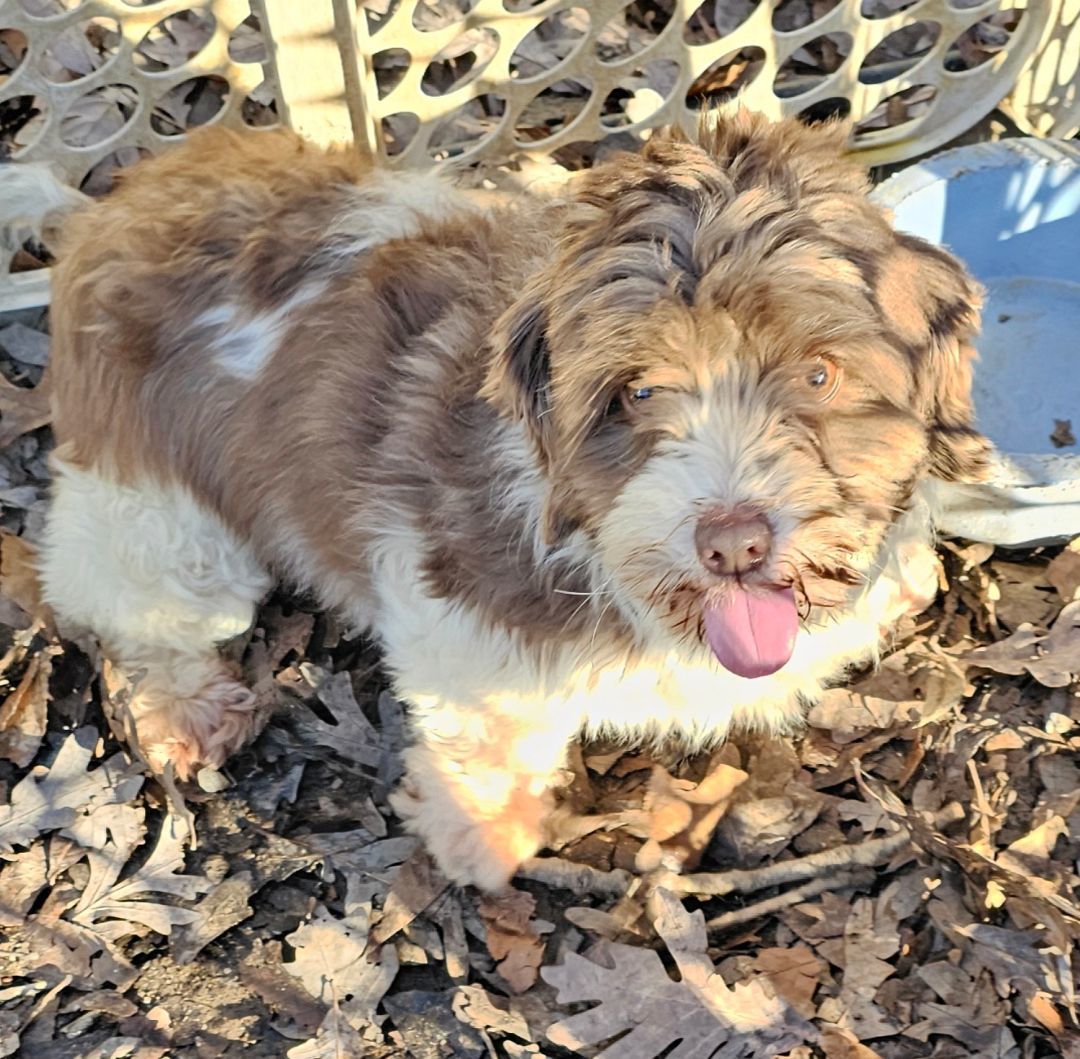 Patty, a Adopted Havanese in Columbia, MO image 3/6