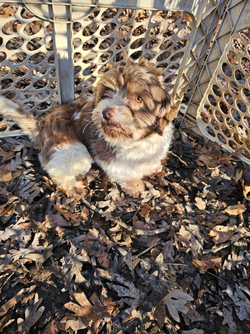 Patty, a Adopted Havanese in Columbia, MO image 4/6
