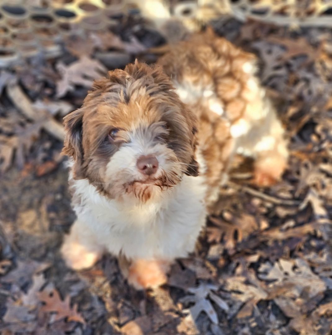Patty, a Adopted Havanese in Columbia, MO image 5/6