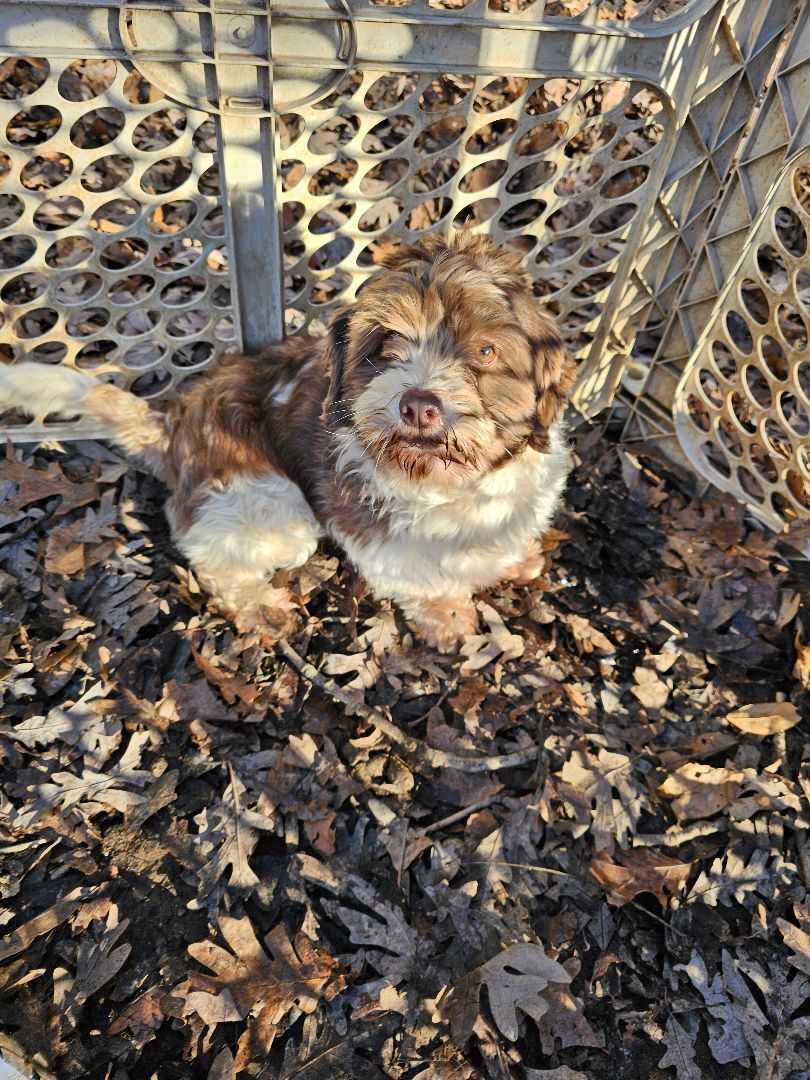 Patty, a Adopted Havanese in Columbia, MO image 6/6