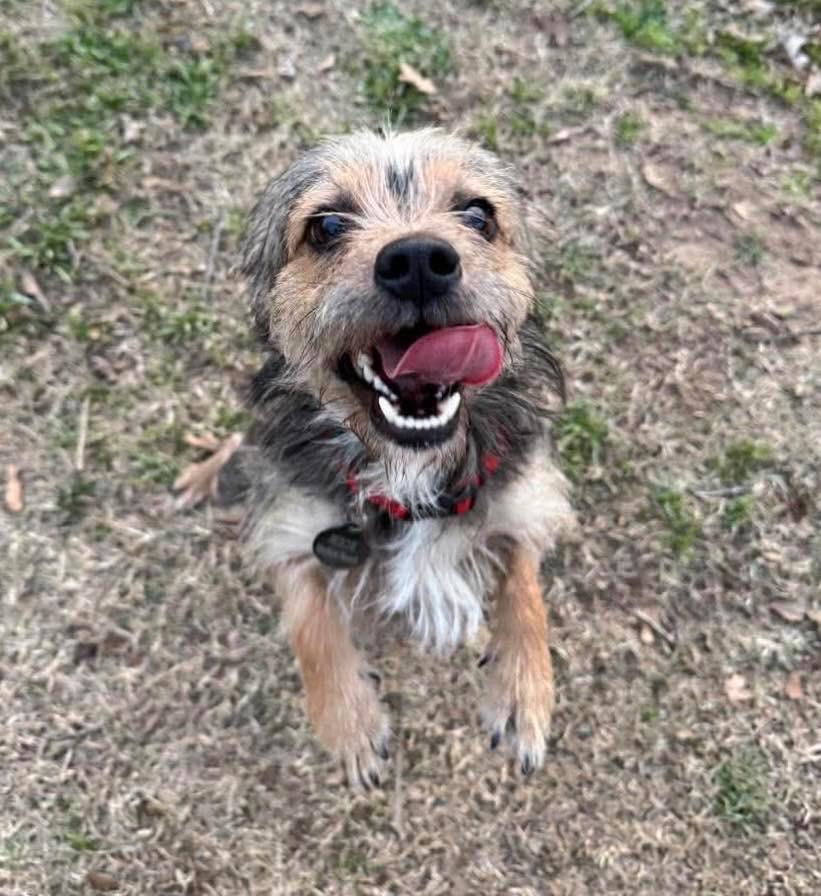 Enlarge Snorkasaurus (Snorky), a Adoptable mixed breed in Bryan, TX image 1/6