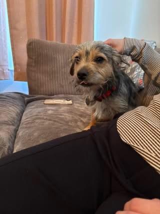 Enlarge Snorkasaurus (Snorky), a Adoptable mixed breed in Bryan, TX image 2/6