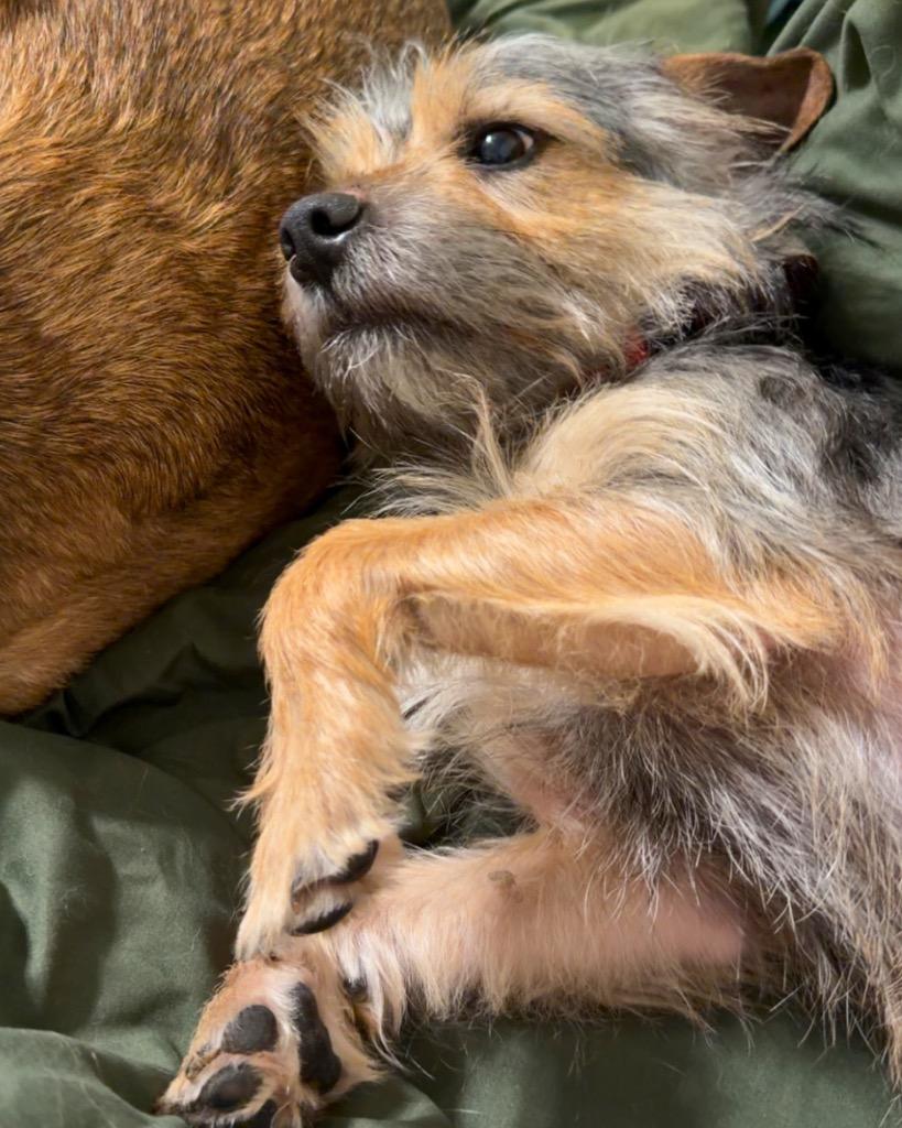 Snorkasaurus (Snorky), Adoptable, Young Male Border Terrier & Yorkshire Terrier.