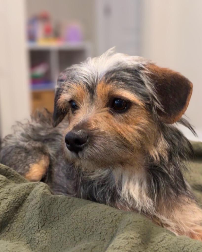 Enlarge Snorkasaurus (Snorky), a Adoptable mixed breed in Bryan, TX image 2/5