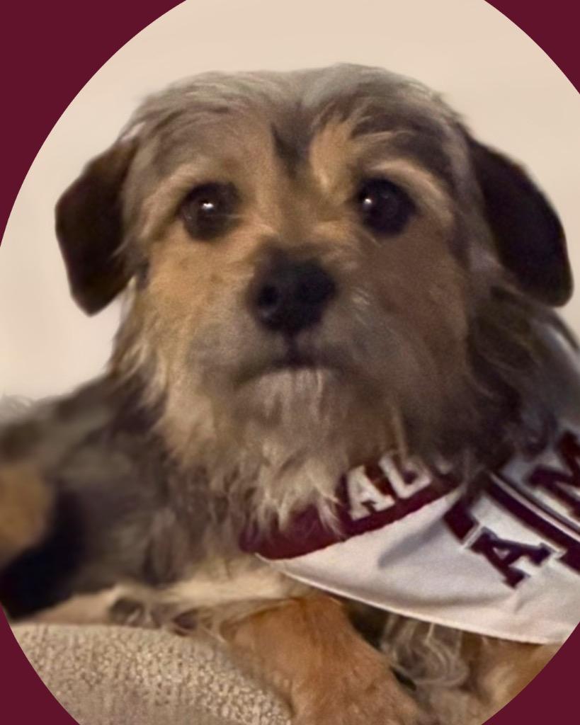 Enlarge Snorkasaurus (Snorky), a Adoptable mixed breed in Bryan, TX image 3/5