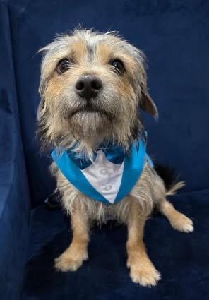 Enlarge Snorkasaurus (Snorky), a Adoptable mixed breed in Bryan, TX image 4/6