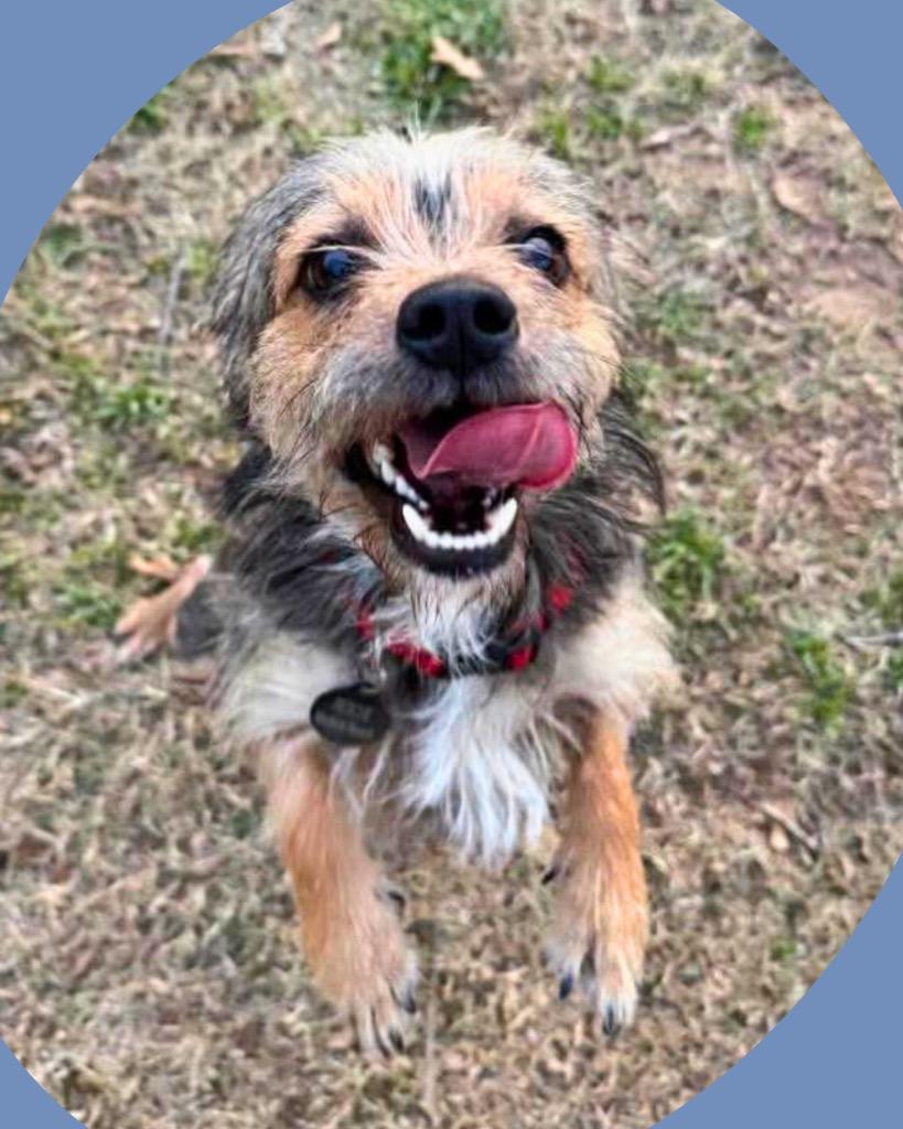 Enlarge Snorkasaurus (Snorky), a Adoptable mixed breed in Bryan, TX image 6/6