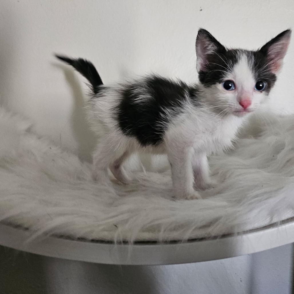 Hades, Adoptable, Kitten Male Domestic Short Hair.