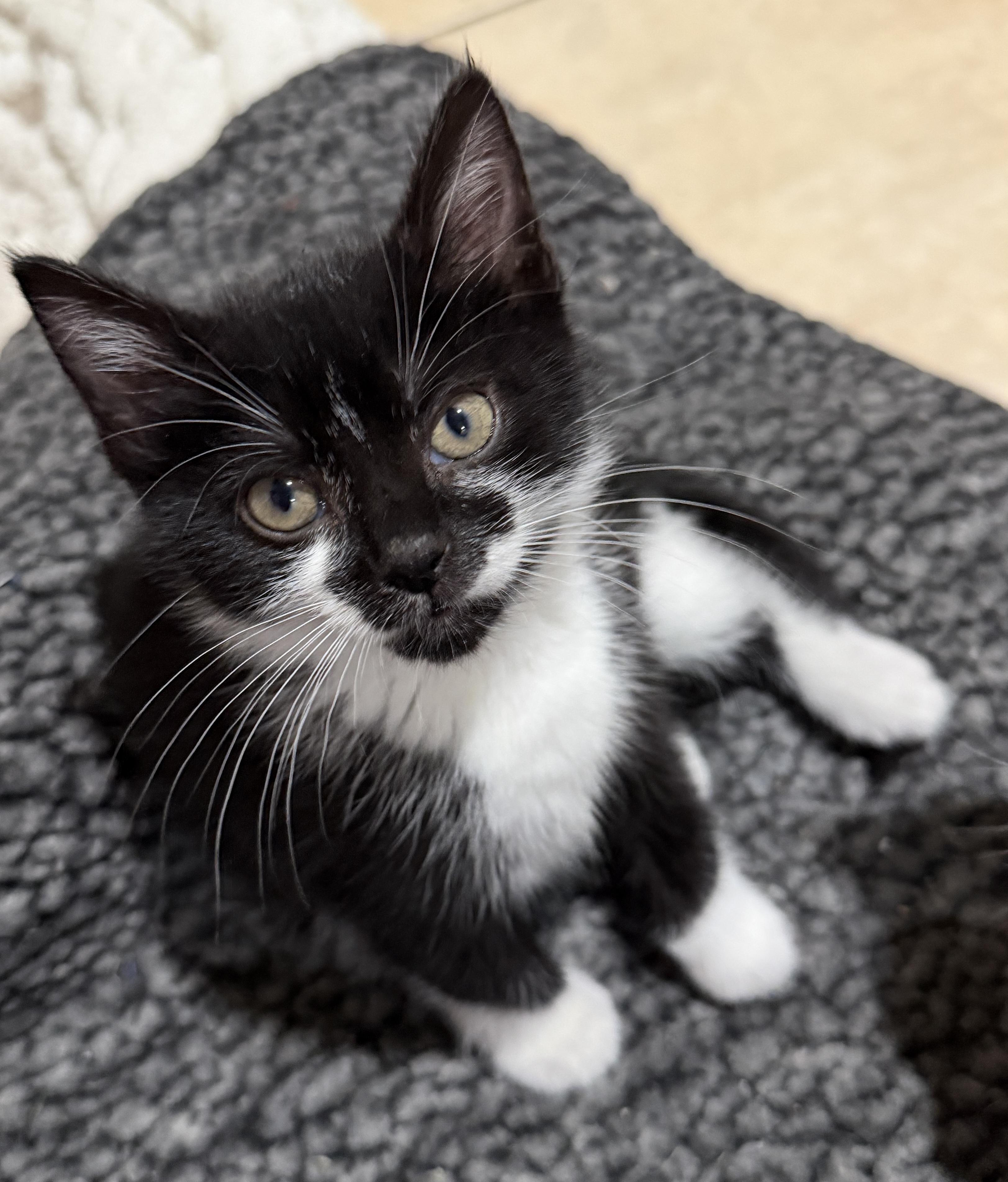 Demi, Adoptable, Kitten Female Domestic Short Hair.