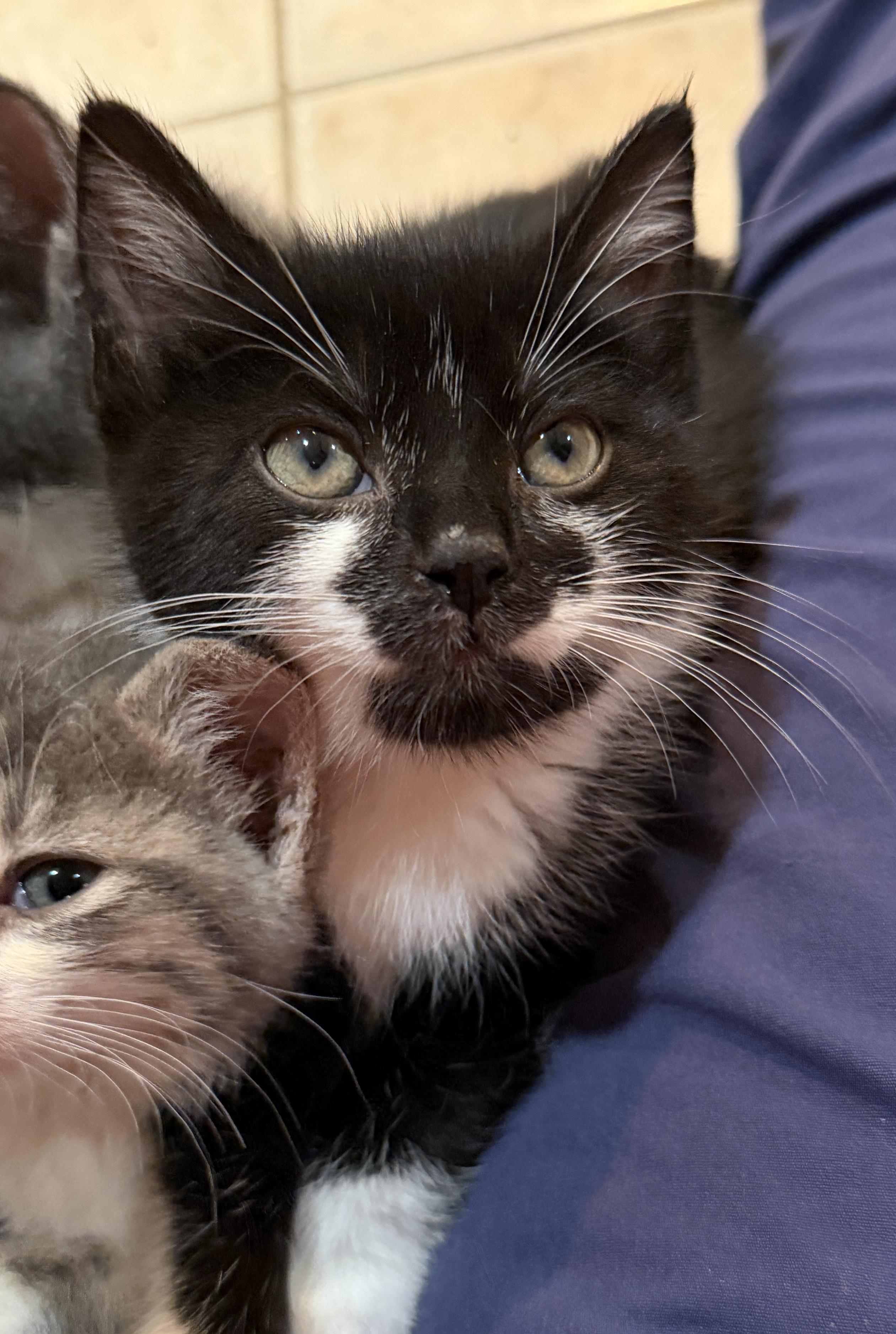 Enlarge Demi, a Adoptable Domestic Short Hair in East Hanover, NJ image 2/2