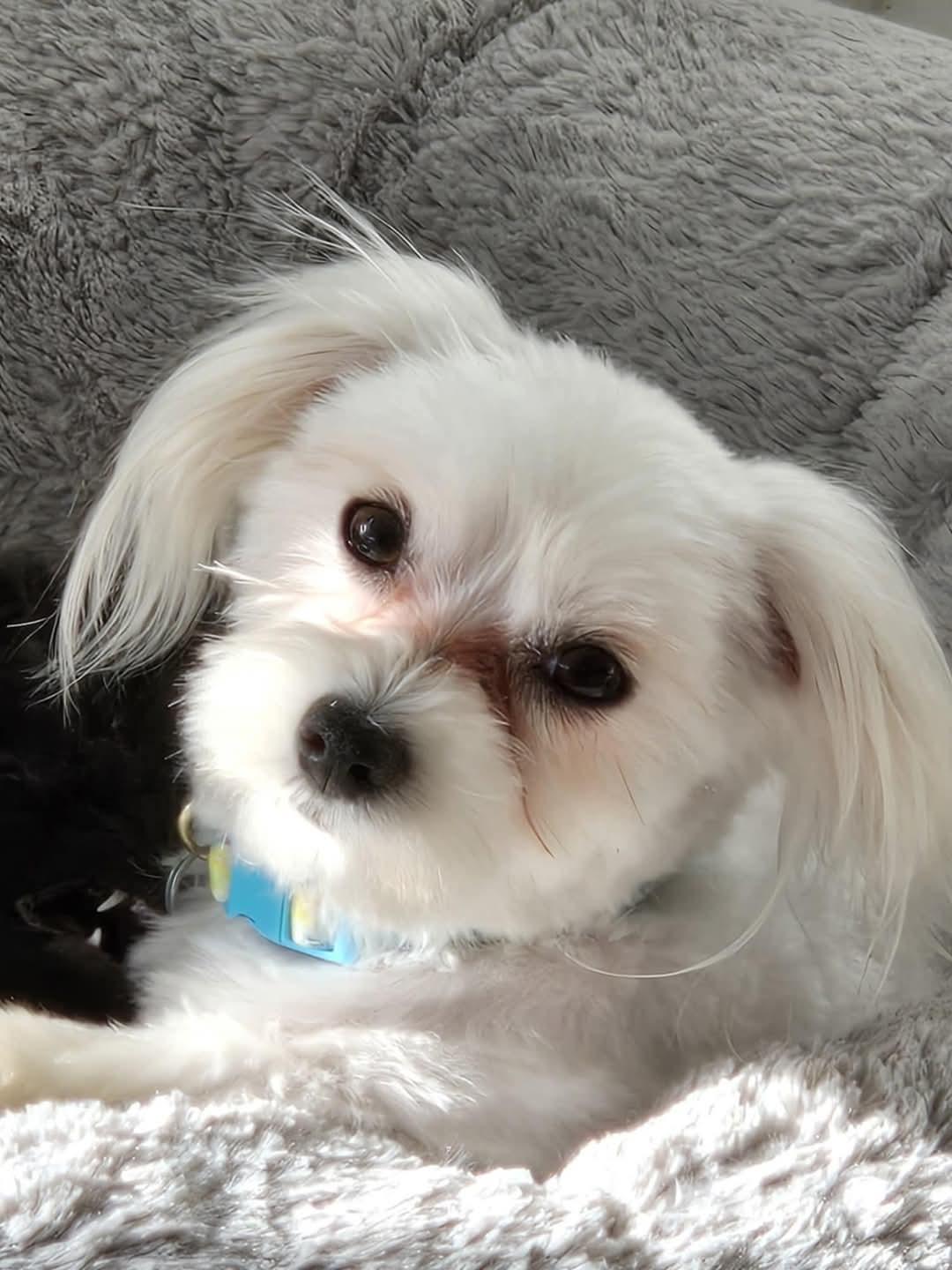 Pawla, a Adopted Maltese in Leduc, AB image 1/2