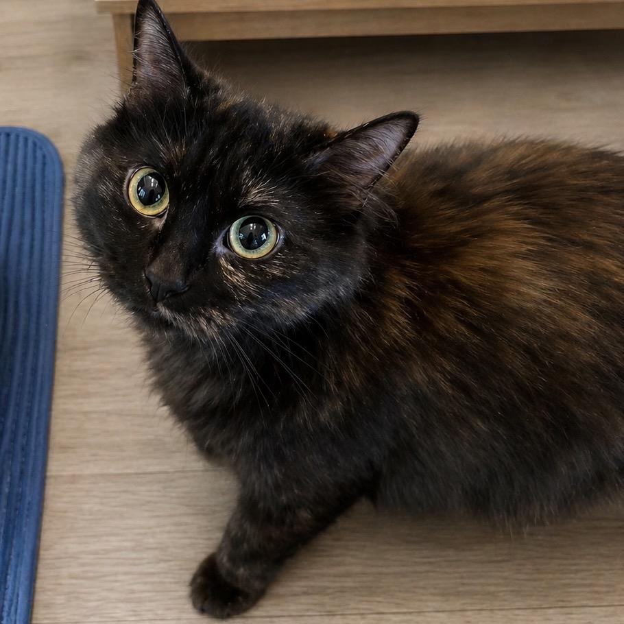 Enlarge Penelope, a Adoptable Domestic Medium Hair in Edwards, IL image 1/1