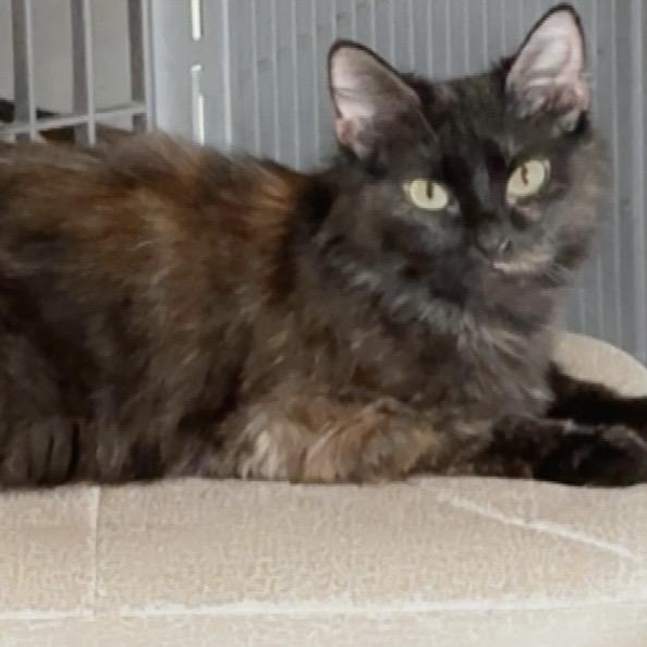 Penelope, a Adoptable Domestic Medium Hair in Edwards, IL image 3/3