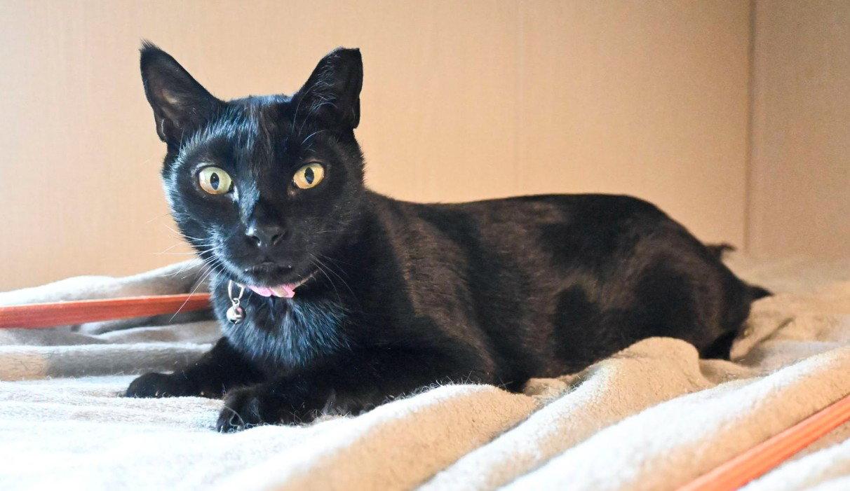 Autumn, a Adopted Domestic Medium Hair in Hampstead, NC image 2/3