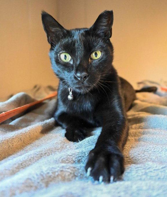 Autumn, a Adopted Domestic Medium Hair in Hampstead, NC image 3/3