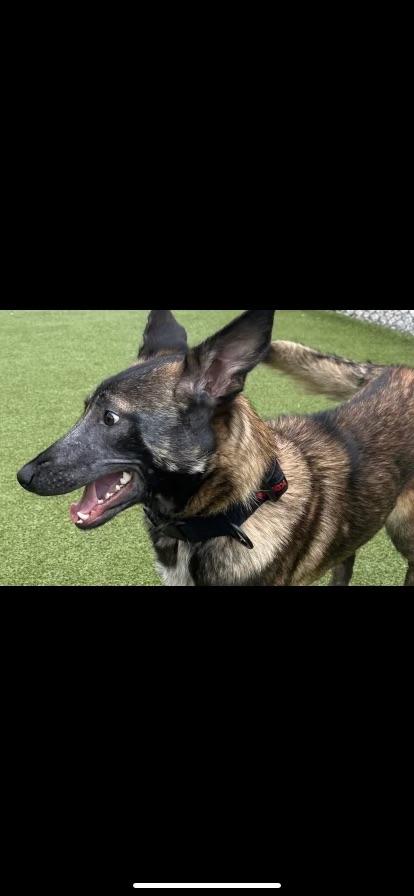 Enlarge Reba, a ADOPTABLE Belgian Shepherd / Malinois in Rome, GA image 2/2