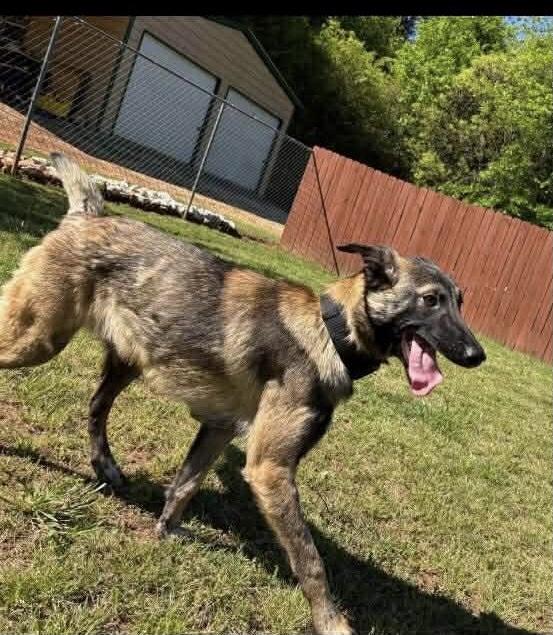 Reba, ADOPTABLE, Young Female Belgian Shepherd / Malinois.