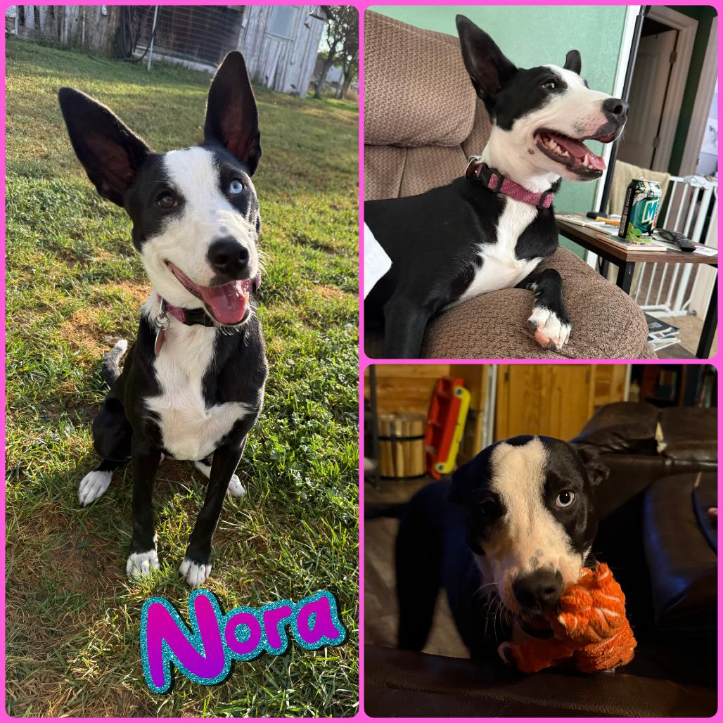 Nora, Adoptable, Young Female Border Collie & Mixed Breed.
