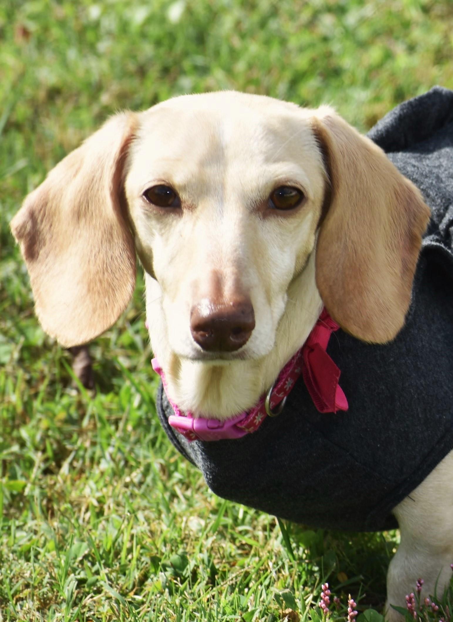 Enlarge Luna in KY, a ADOPTABLE Dachshund in Benton, KY image 1/5