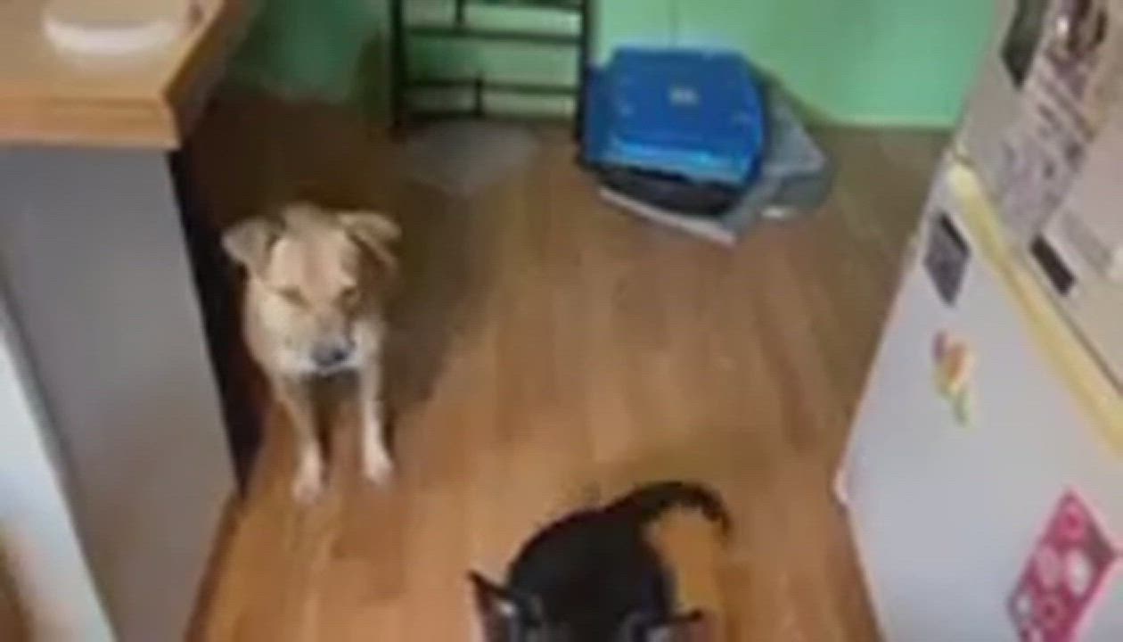 Enlarge Sarah, a Adopted mixed breed in East Haddam, CT video 5/9