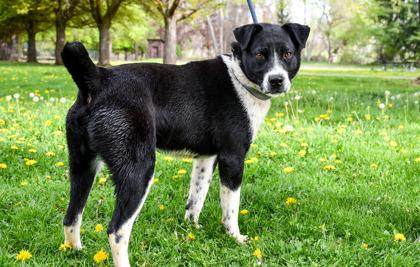 Beau Sr., Adoptable, Adult Male Border Collie & Cattle Dog.