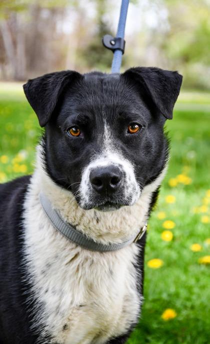 Enlarge Beau Sr., a Adoptable mixed breed in Yakima, WA image 2/3