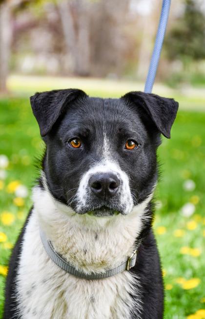 Enlarge Beau Sr., a Adoptable mixed breed in Yakima, WA image 3/3