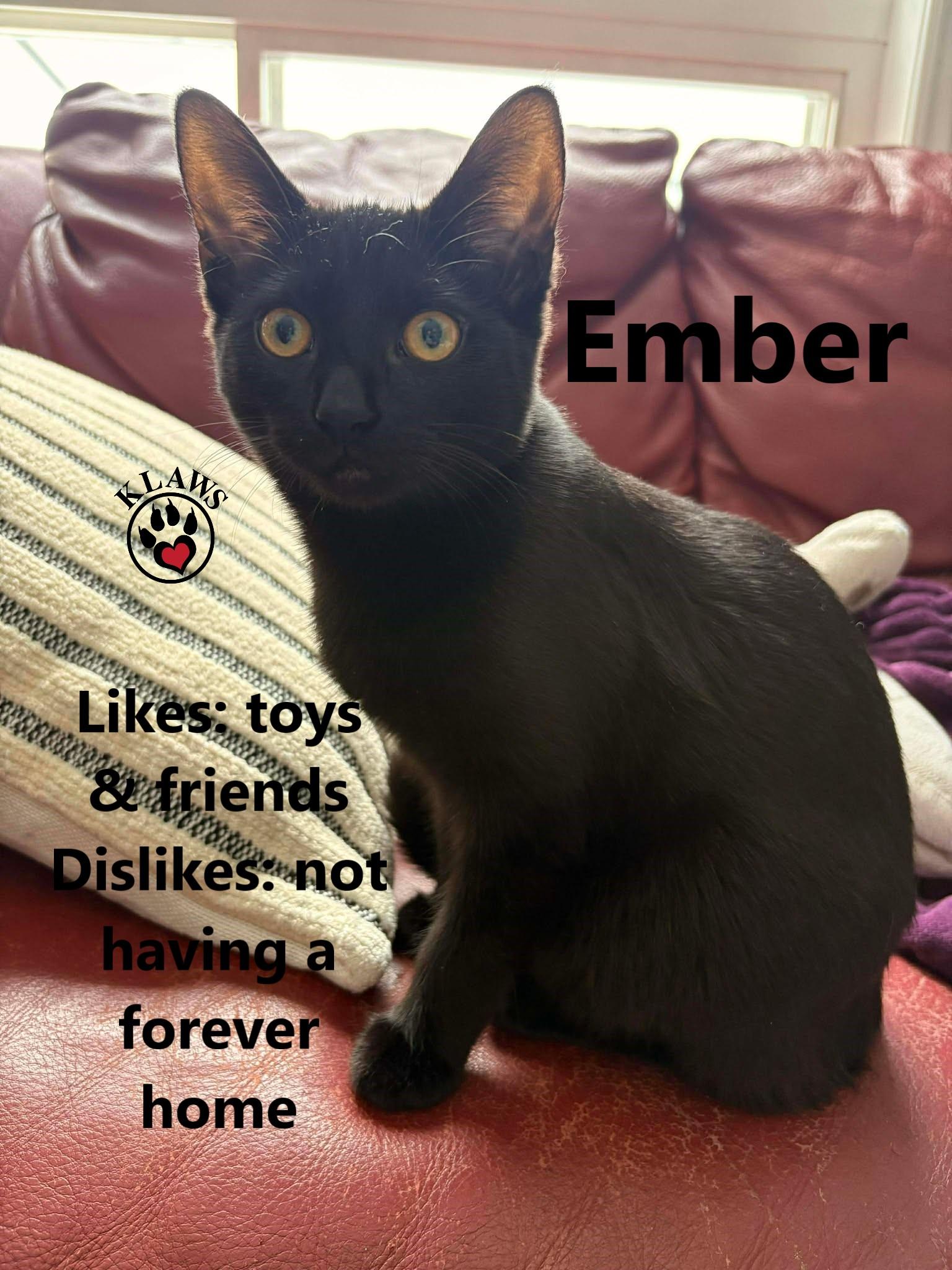 Ember, an adoption pending Domestic Short Hair in Lindsay, ON image 1/4